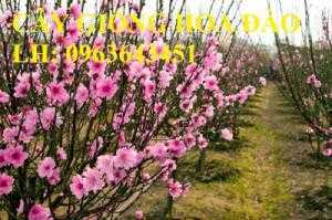Chuyên cung cấp cây giống hoa đào tết: đào bích, đào phai, đào đỏ, đào bạch, đào tuyết số lượng lớn, uy tín, chất lượng