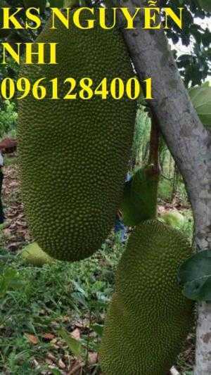 Mít trái dài, cây giống mít trái dài, kỹ thuật trồng và chăm sóc mít trái dài, cung cấp cây giống toàn quốc