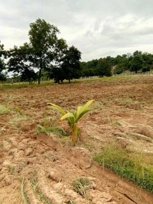 Sang nhượng chính chủ trang trại 90.000m2 Ninh Phước Ninh Thuận