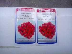 Hạt giống cà chua Cherry TI-08Y