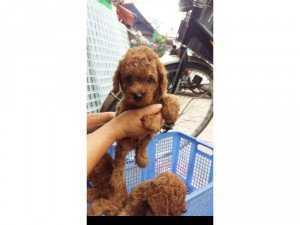 Chó poodle tiny