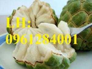 Cung cấp cây giống nhập khẩu, cây giống na bở Đài Loan. Địa chỉ cung cấp cây giống toàn quốc