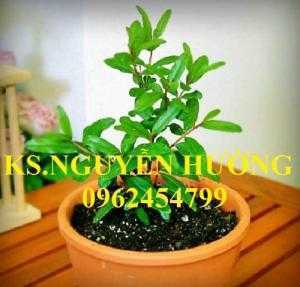 Cung cấp cây giống lựu đỏ, cây lựu lùn ấn độ. Cây giống đảm bảo chất lượng - giao cây toàn quốc