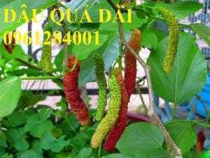 Cây dâu quả dài, cung cấp cây giống dâu quả dài chất lượng. Địa chỉ cung cấp cây giống toàn quốc
