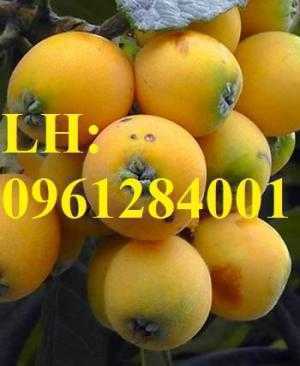 Cung cấp cây giống biwa toàn quốc, cây giống đảm bảo chất lượng, giao cây toàn quốc