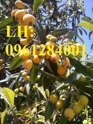 Cung cấp cây giống biwa toàn quốc, cây giống đảm bảo chất lượng, giao cây toàn quốc
