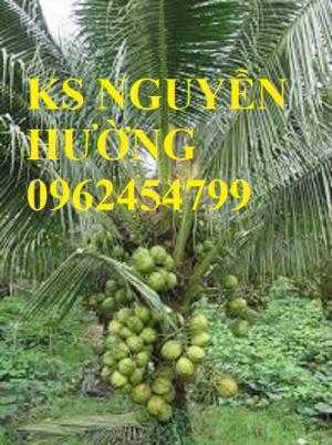 Dừa xiêm lùn, dừa xiêm xanh lùn, dừa xiêm đỏ lùn. Địa chỉ cung cấp cây giống toàn quốc