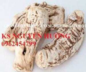 Hạt giống đương quy, cây giống đương quy, cây thuốc quý đương quy. Địa chỉ cung cấp đương quy toàn quốc