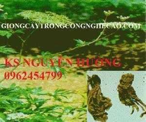 Hạt giống đương quy, cây giống đương quy, cây thuốc quý đương quy. Địa chỉ cung cấp đương quy toàn quốc