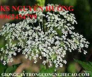 Hạt giống đương quy, cây giống đương quy, cây thuốc quý đương quy. Địa chỉ cung cấp đương quy toàn quốc