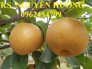 Cây mắc cọp, cây lê nâu. Địa chỉ cung cấp cây giống, giao cây toàn quốc