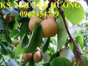 Cây mắc cọp, cây lê nâu. Địa chỉ cung cấp cây giống, giao cây toàn quốc