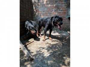 Rottweiler Đức Dòng Đại Bình Dương