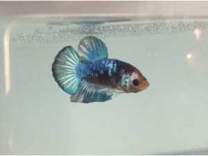 Betta Fancy