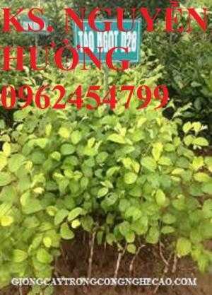 Táo ngọt d28, táo ngọt cho năng suất cao. Địa chỉ cung cấp cây giống toàn quốc