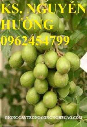 Cây giống cóc thái, kỹ thuật trồng cây cóc thái. Địa chỉ cung cấp cây giống toàn quốc