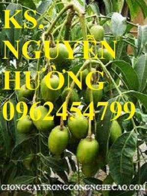 Cây giống cóc thái, kỹ thuật trồng cây cóc thái. Địa chỉ cung cấp cây giống toàn quốc