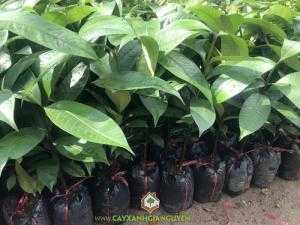 Cây Măng Cụt