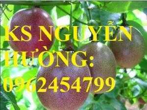 Cây giống chanh dây, quả chanh dây. Trung tâm cung cấp cây giống chanh dây toàn quốc