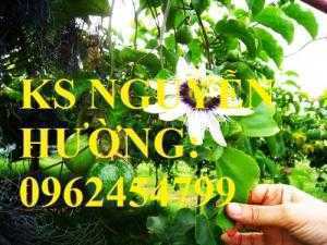 Cây giống chanh dây, quả chanh dây. Trung tâm cung cấp cây giống chanh dây toàn quốc