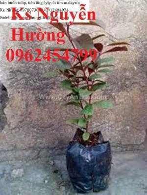 Cây giống ổi tím, quả ổi tím. Trung tâm cung cấp giống cây ăn quả toàn quốc