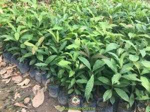 Cây Lộc Vừng