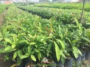 Cây Lộc Vừng