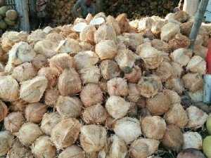 Dừa tại dia phương bến tre