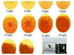 Máy ấp trứng gà Ánh Dương P100, Tặng đèn