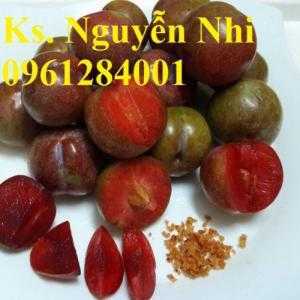 Cây giống mận hậu, mận tam hoa, cây giống mận, cây giống F1