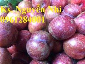 Cây giống mận hậu, mận tam hoa, cây giống mận, cây giống F1