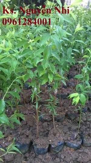 Cây giống mận hậu, mận tam hoa, cây giống mận, cây giống F1