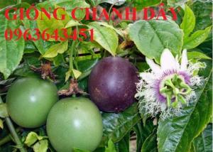 Bán cây giống chanh dây, giống chanh leo, chanh dây Đài Loan, chanh dây ghép chuẩn, hỗ trợ đầu ra