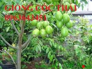 Chuyên cây giống cóc thái, cây giống cóc bao tử, cây giống cóc ta chuẩn, giá tốt nhất, giao cây toàn quốc