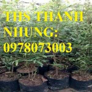 Trung tâm cung cấp cây giống lựu, cây lựu lùn ấn độ. Cây giống đảm bảo chất lượng, giao cây toàn quốc