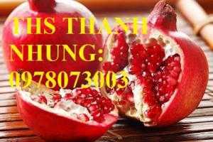 Trung tâm cung cấp cây giống lựu, cây lựu lùn ấn độ. Cây giống đảm bảo chất lượng, giao cây toàn quốc