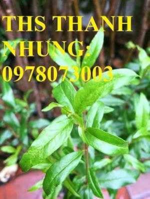 Trung tâm cung cấp cây giống lựu, cây lựu lùn ấn độ. Cây giống đảm bảo chất lượng, giao cây toàn quốc