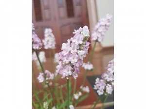 Lavender hồng