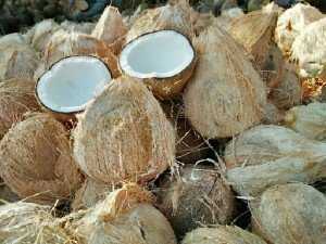 Dừa khô cơm dày độ béo cau chất lượng