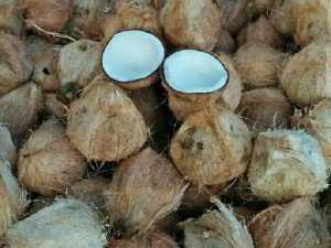 Dừa khô gọt núm