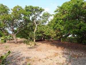 Bán nhà cấp 4, vuồn rộng