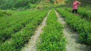 Chè Tân Cương Thái nguyên