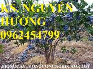 Cây giống việt quất, quả việt quất, trung tâm cung cấp cây giống việt quất, giao cây toàn quốc