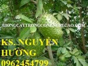 Cung cấp cây giống mãng cầu xiêm, quả mãng cầu xiêm. Địa chỉ cung cấp cây giống ăn quả toàn quốc