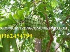 Cung cấp cây giống mãng cầu xiêm, quả mãng cầu xiêm. Địa chỉ cung cấp cây giống ăn quả toàn quốc