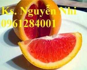 Cam cara ruột đỏ không hạt, giống cây cam cara, cây giống đầu nguồn