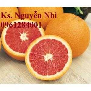 Cam cara ruột đỏ không hạt, giống cây cam cara, cây giống đầu nguồn