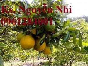 Cam cara ruột đỏ không hạt, giống cây cam cara, cây giống đầu nguồn
