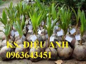 Bán cây giống dừa xiêm xanh lùn, giống dừa xiêm xanh, giống dừa xiêm lùn