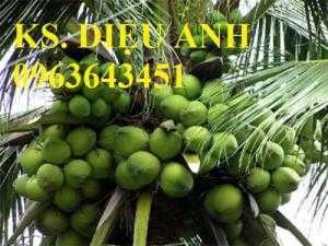 Bán cây giống dừa xiêm xanh lùn, giống dừa xiêm xanh, giống dừa xiêm lùn